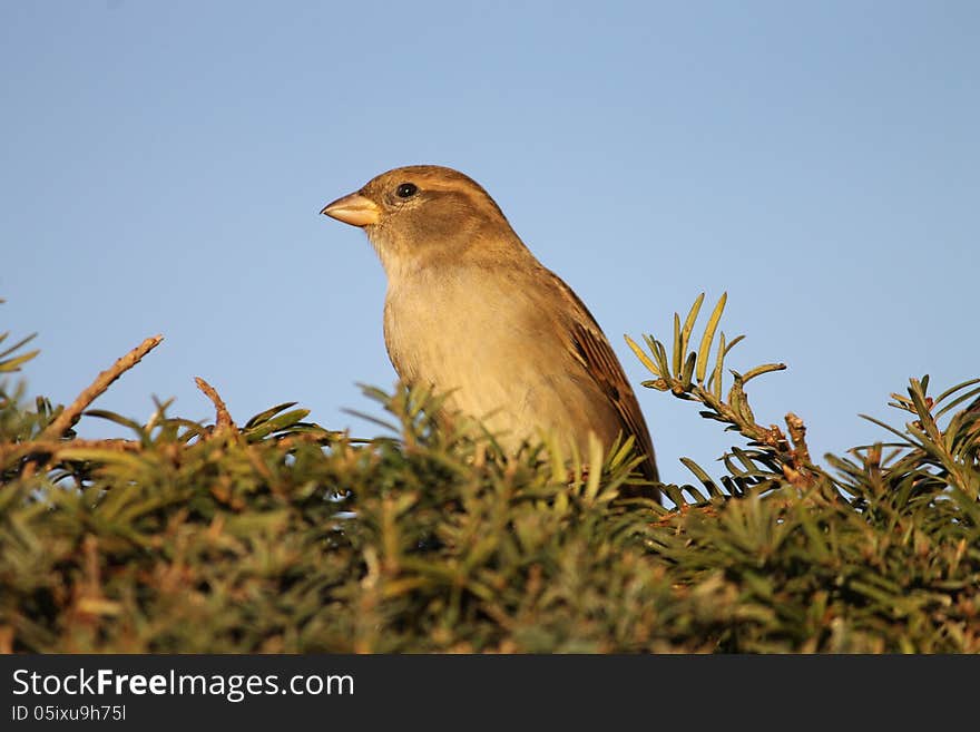 Sparrow watching away