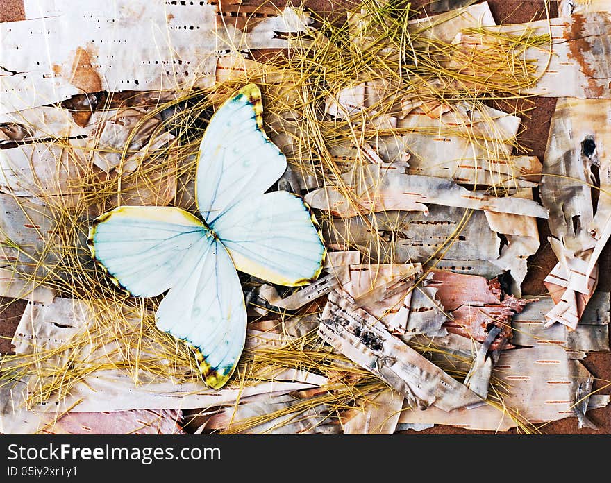 Abstract Composition From Butterflies, Birch Bark And Straw.