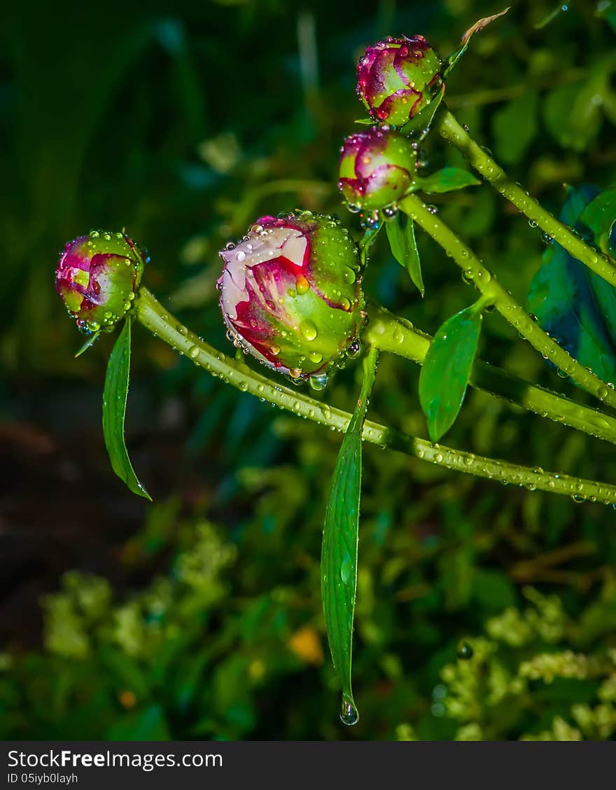 Peony with rain drops