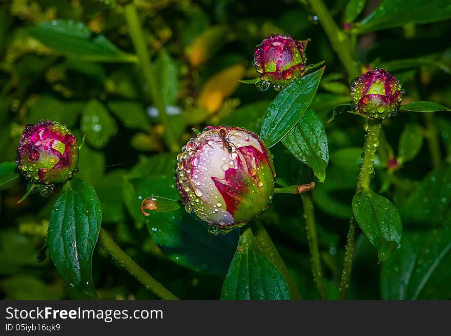 Peony with rain drops