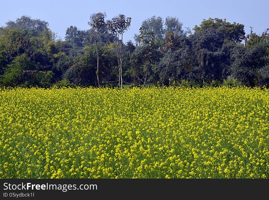 Mustard fields in Kajuraho, India