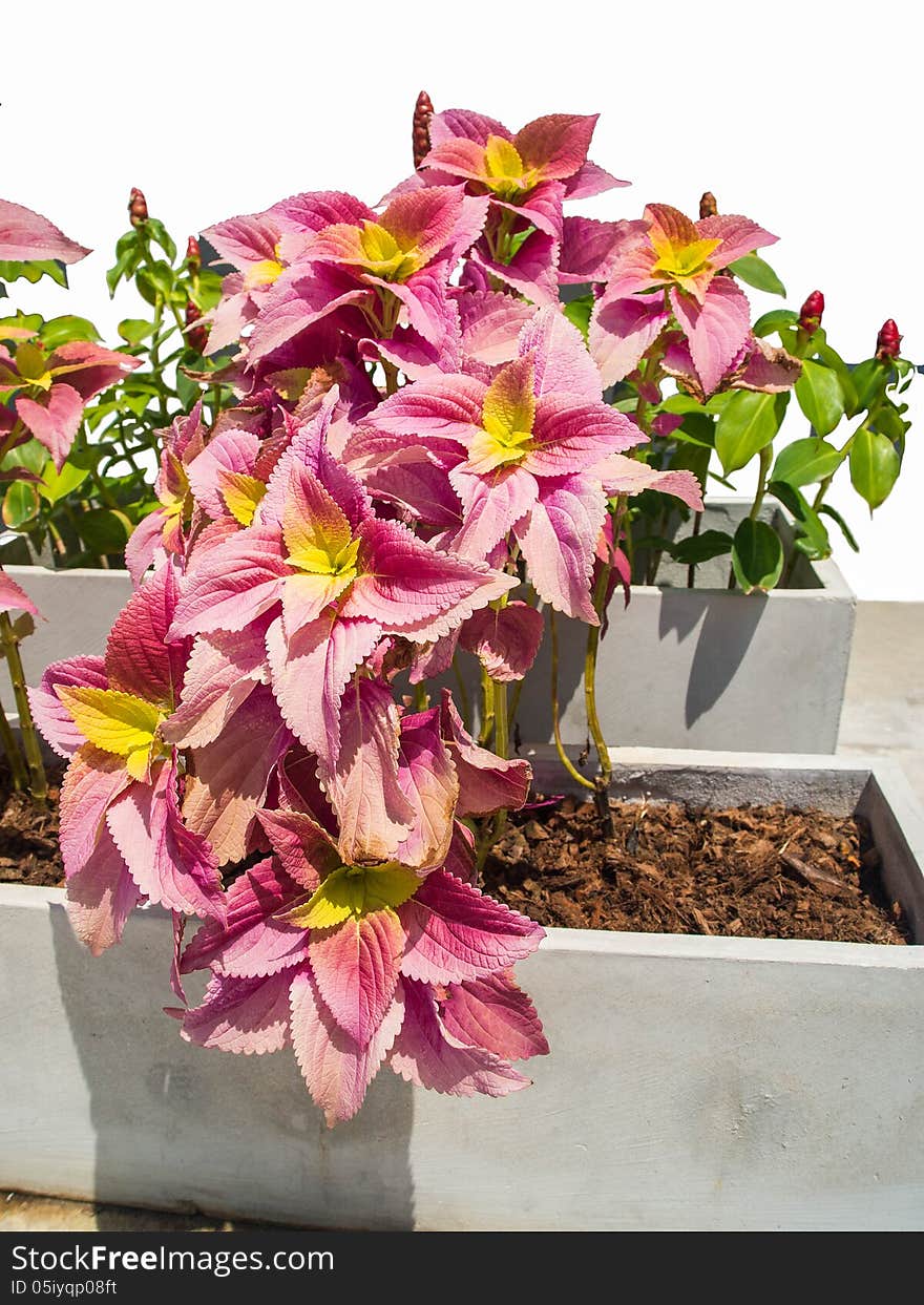 The beautiful pink flowers planted in concrete container.