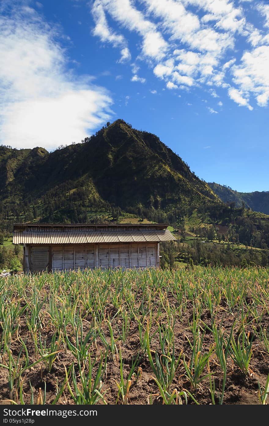 White Onion Farm in The Mountain