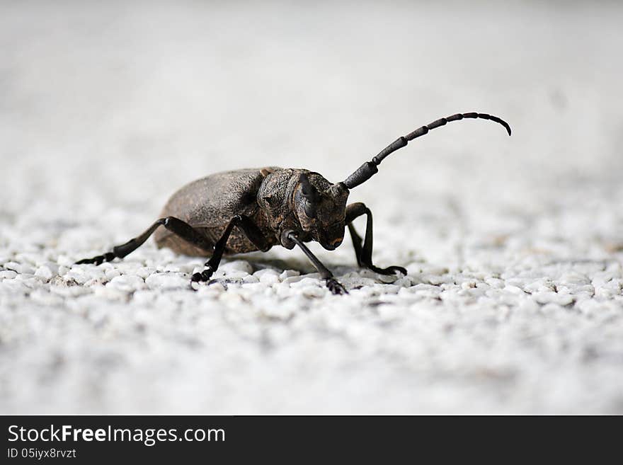 Weaver Beetle