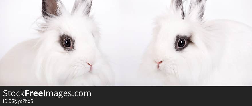 Two small white rabbit, a lion's head, closeup