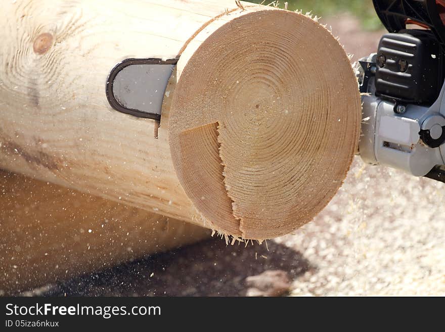 Chainsaw blade cutting on the tree