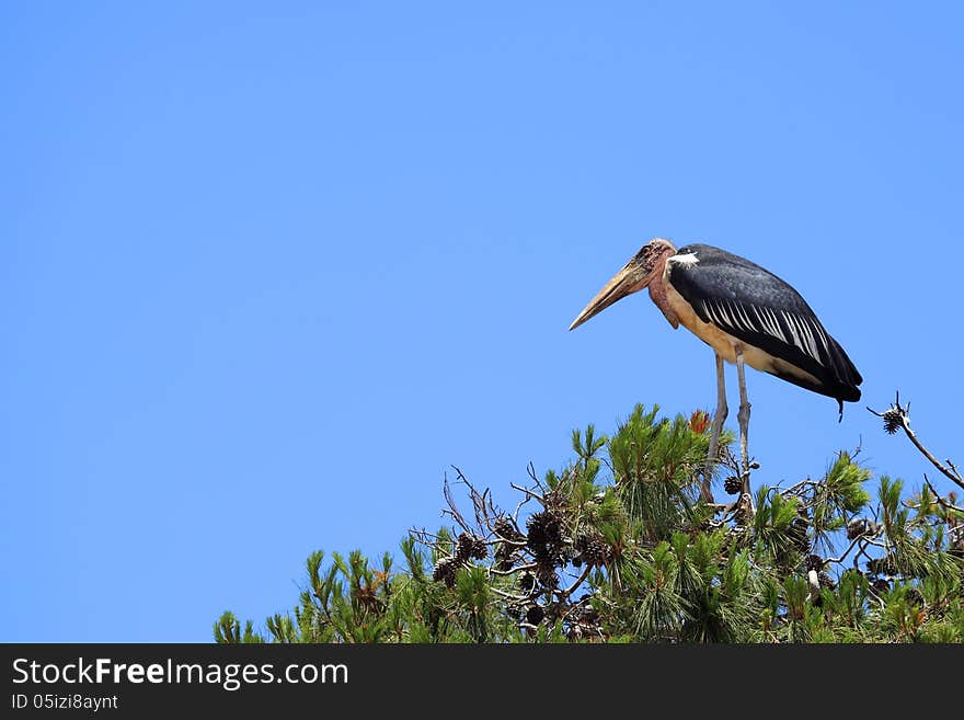 Marabou at pine top in the national park Safari (Ramat Gan. Israel)