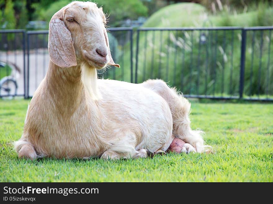 goats at farm