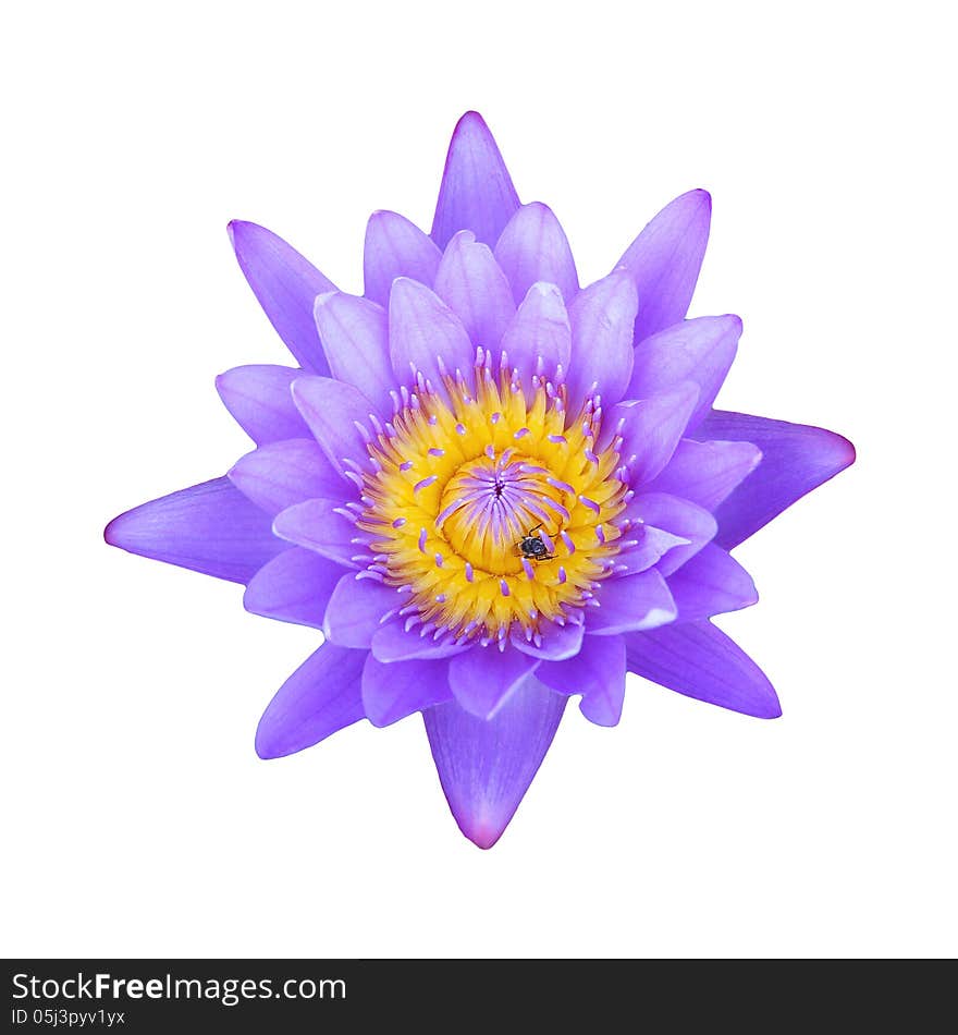 Purple Lotus On White