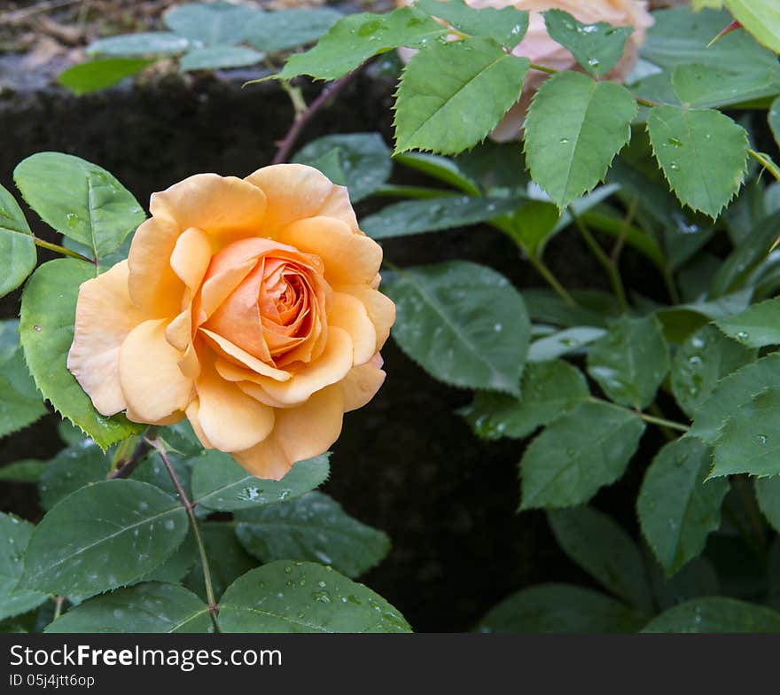 Orange Flower