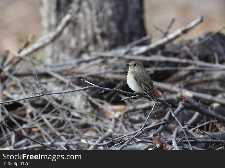 Blue And White Flycatcher