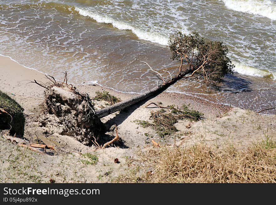 A fallen tree in see. A fallen tree in see