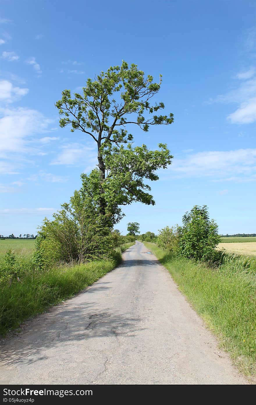 Lonely road and a tree, Kaliningrad region, Russia