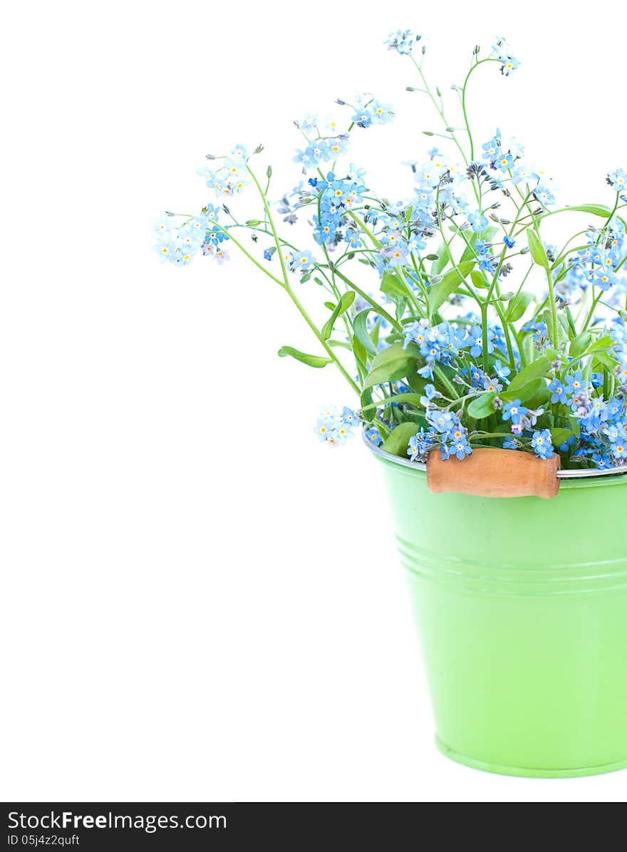 Bunch of forget-me-nots flowers in green bucket