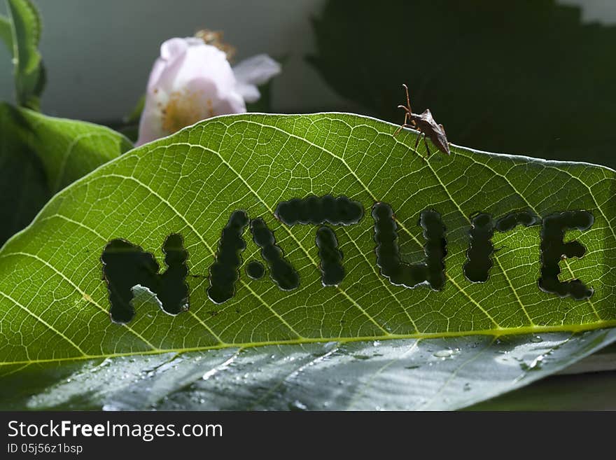 Green leaf with the word nature beetle