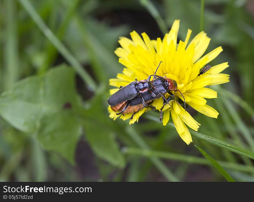 Beetles &x28; Cantharidae&x29;.