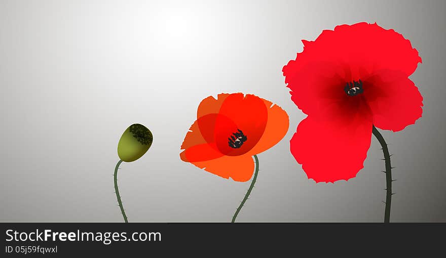 Three poppies on the grey background