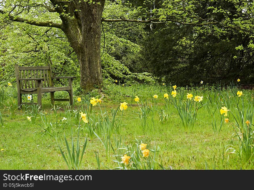 Empty wooden park bench overlooking daffodils. Empty wooden park bench overlooking daffodils