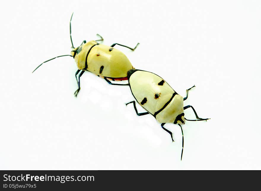 Bugs mating isolated with white background.