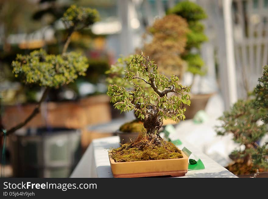 Chinese decorative bonsai tree in a beautiful pot