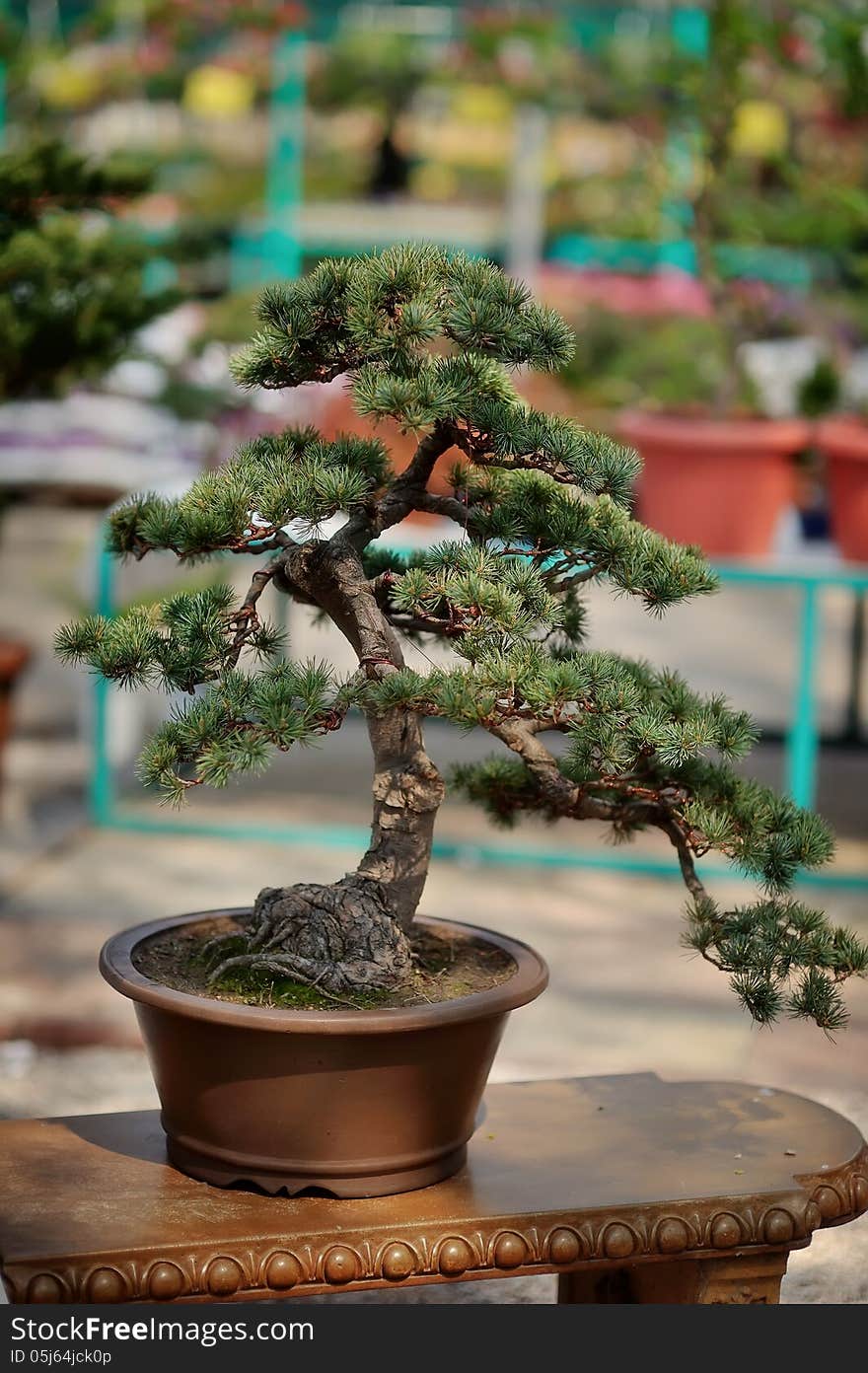 Chinese decorative bonsai tree in a beautiful pot