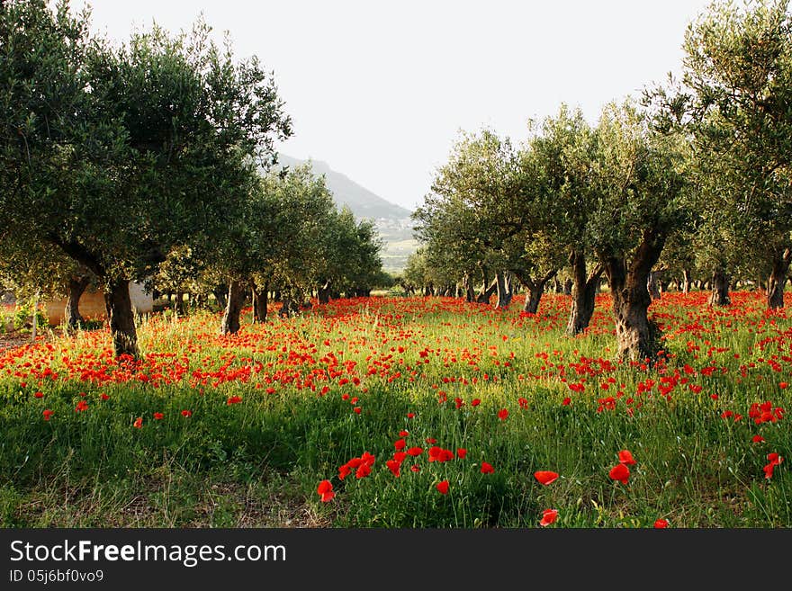 Olive trees on a carpet of poppies2