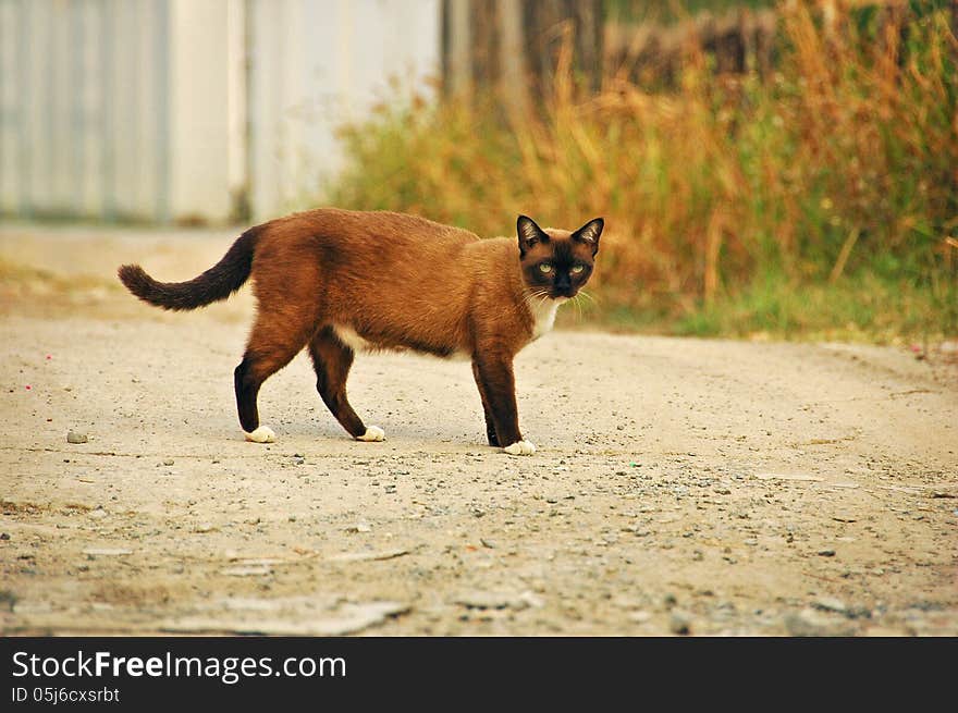 Brown Thai cat standing on a road.