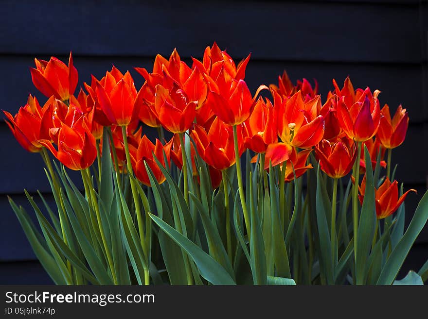 Red tulips