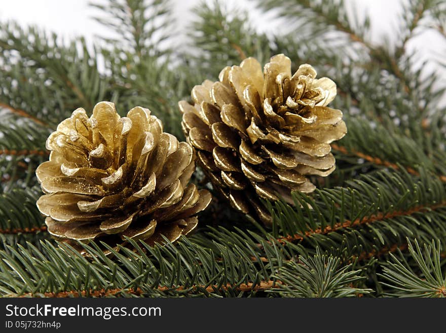 Cones on twigs of the spruce. Cones on twigs of the spruce