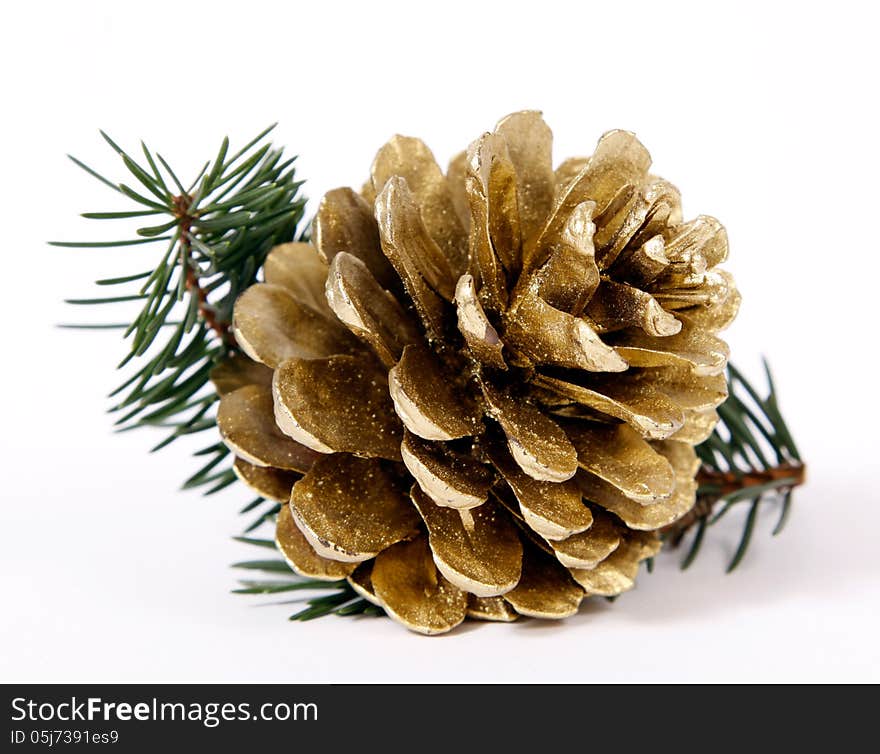 Cone on twigs of the spruce. Cone on twigs of the spruce