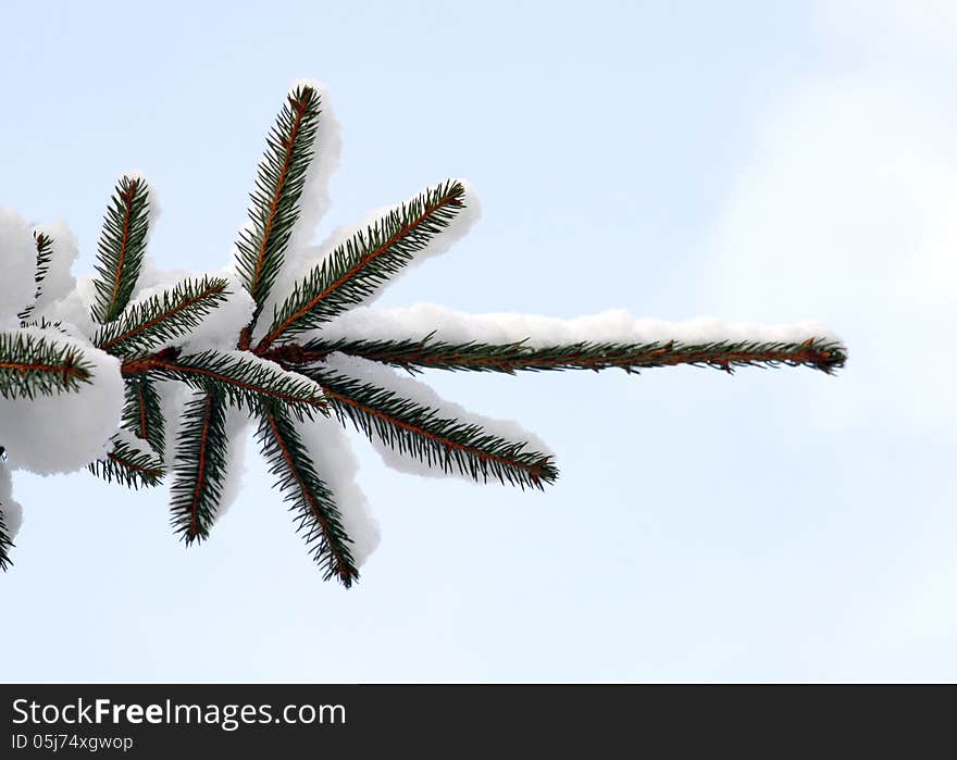 Winter in the forest