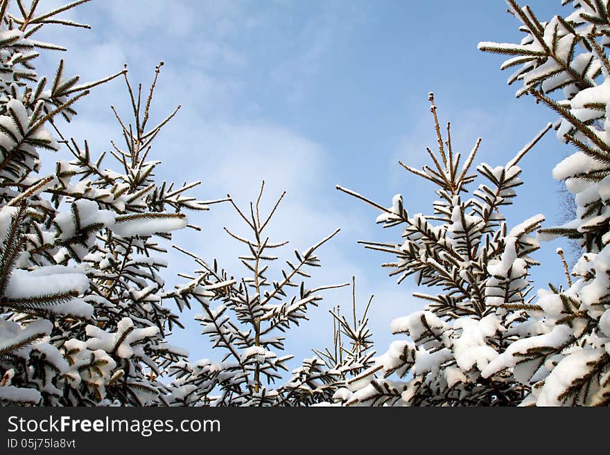 Winter in the forest