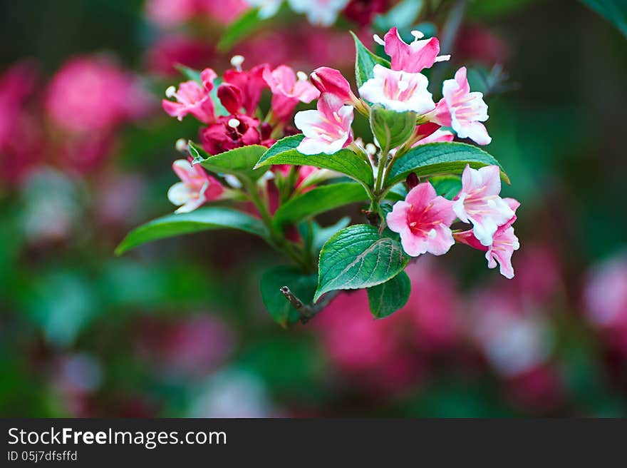 The image taken in china's xian city botanical garden. The image taken in china's xian city botanical garden.