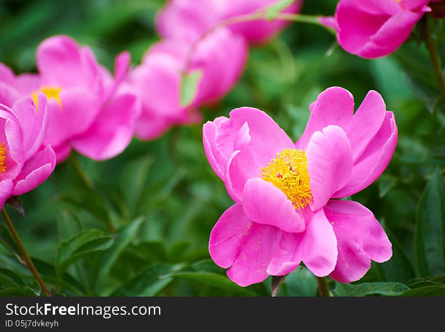 The image taken in china's xian city botanical garden. The image taken in china's xian city botanical garden.