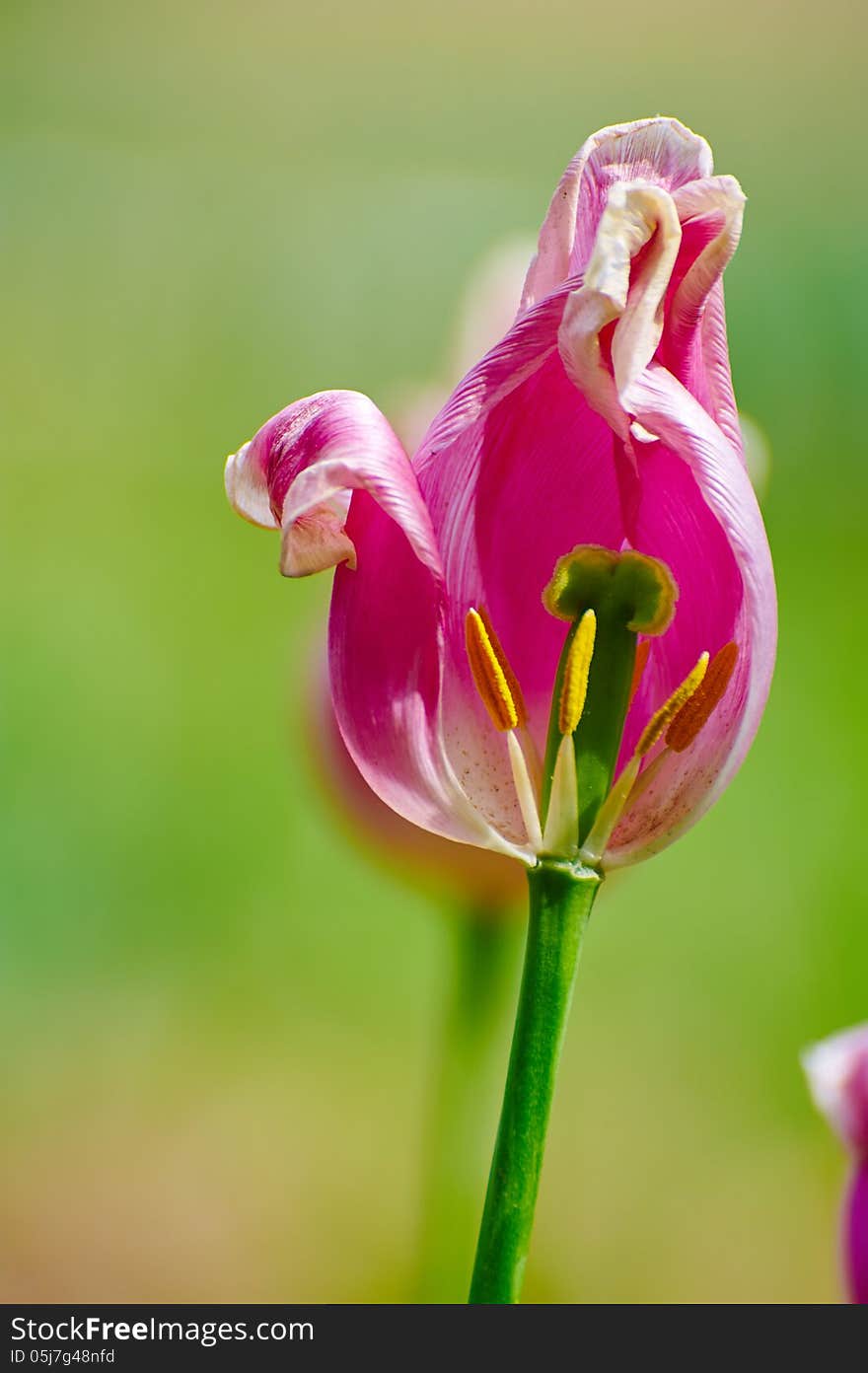 The image taken in china's xian city botanical garden. The image taken in china's xian city botanical garden.