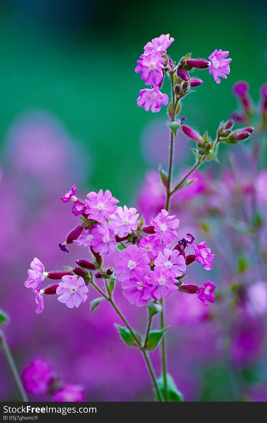 The pink flowers