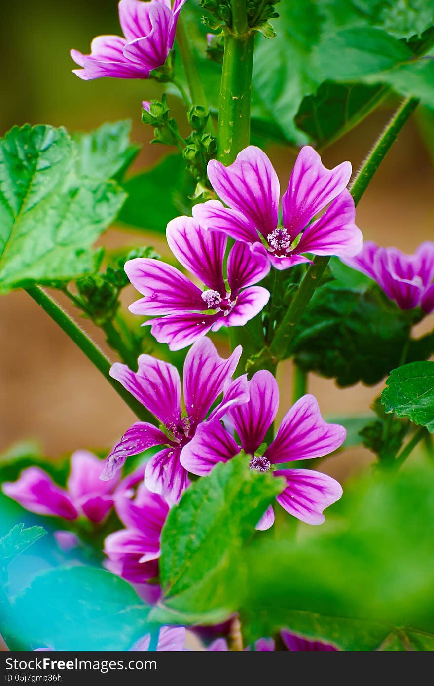 Common mallow