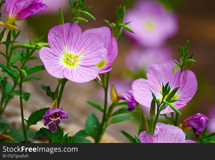 Delicate floret