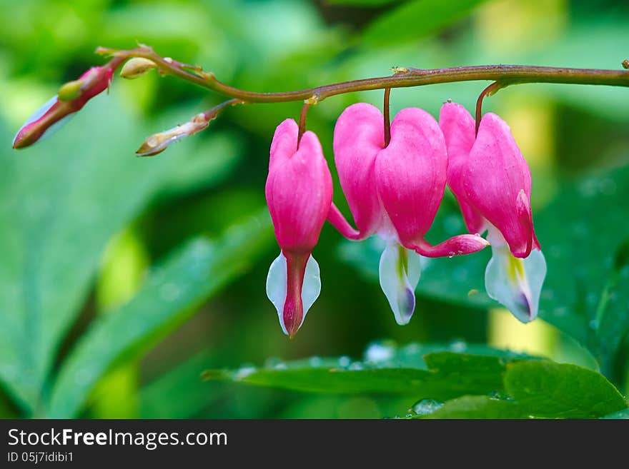 Dicentra Spectabilis Close-up