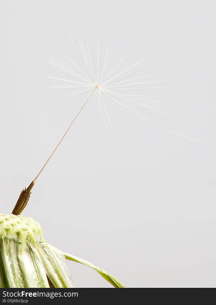 The fuzz of common dandelion flower.