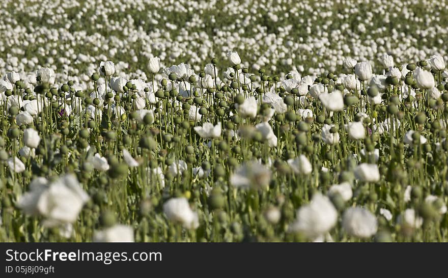 Field of Opium Poppy &x28;Papaver somniferum&x29