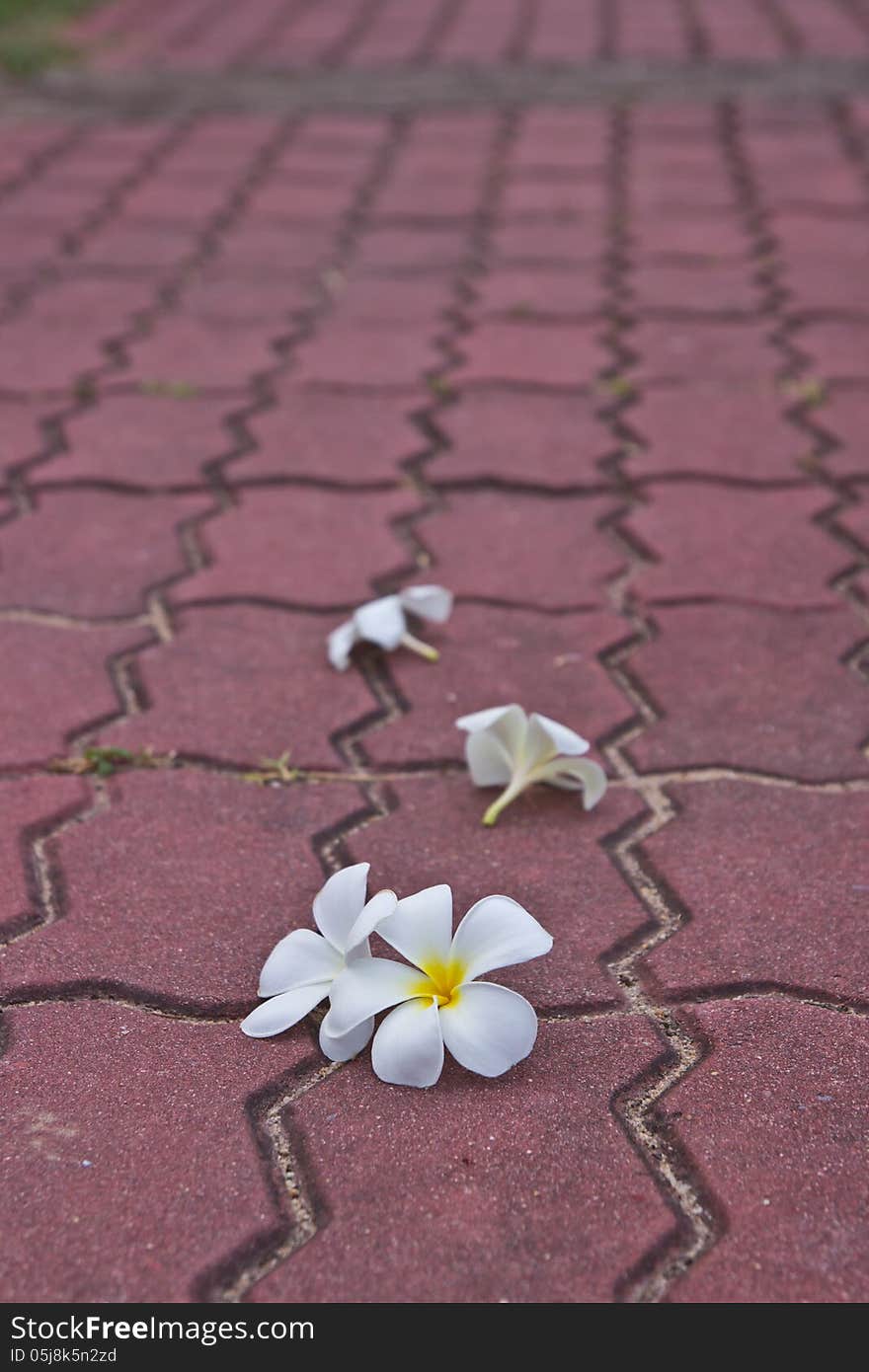 Withe Plumeria Flowers On Public Roads