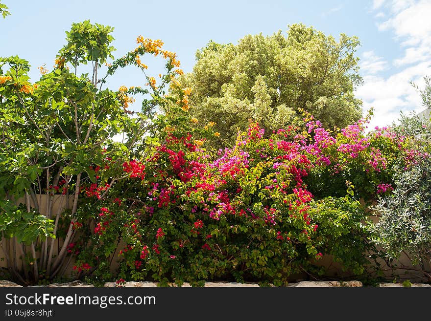 Beauatiful classical Mediterranean garden