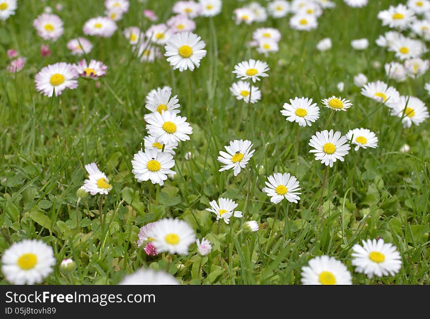 Green Meadow Full Of Daisy Flowers