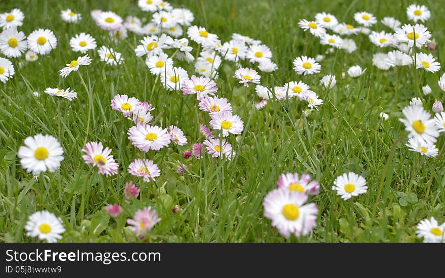 Green Meadow Full of Daisy Flowers.