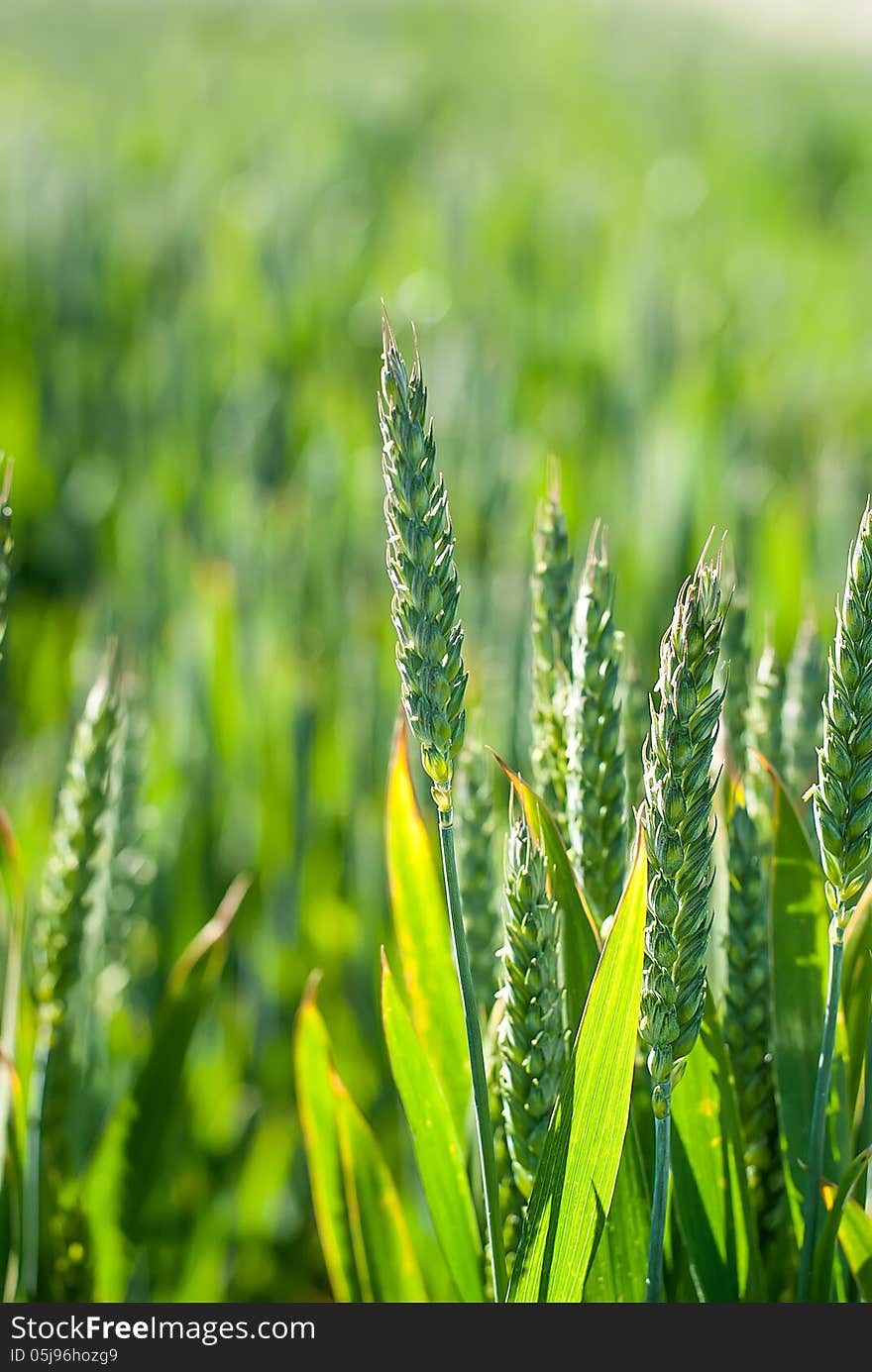 Field of green wheat ears. Field of green wheat ears