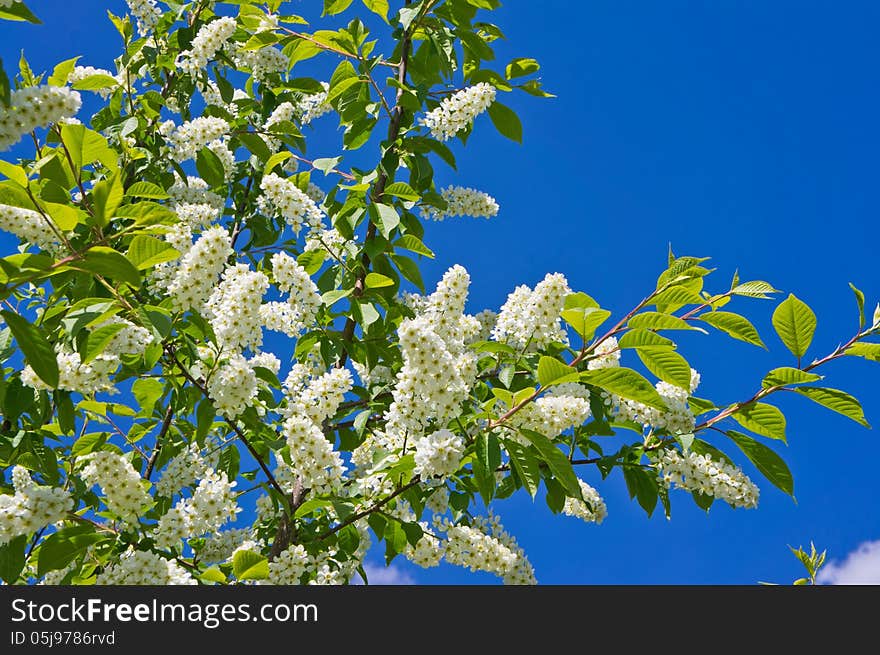 Spring bird cherry blossoms on a sunny day