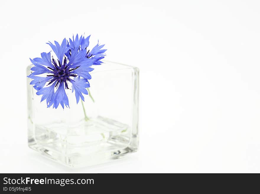 Cornflower In A Glass Vase