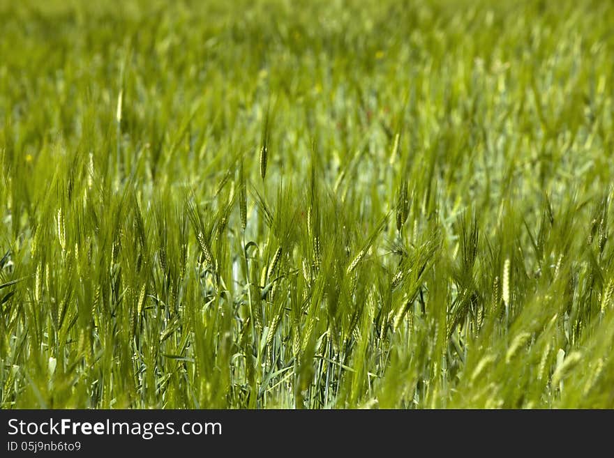 Wheat Crop Field