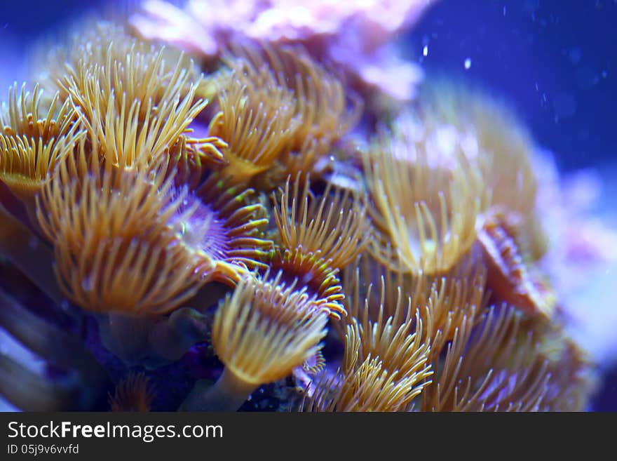 This is a macro close up shot of a yellow polyp sea mat coral variety. It grows in a salt water reef aquarium quite vigorously.